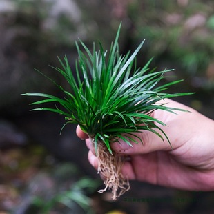 ���Bˮ�������B���辰��ɽ��ʯˮꑸ��쾰�Gֲ�҃�΢���^ˮ��ֲ��