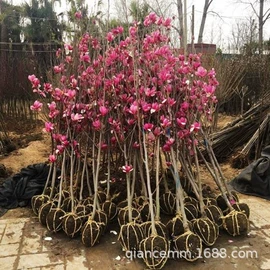 盆栽;种子;园林果树