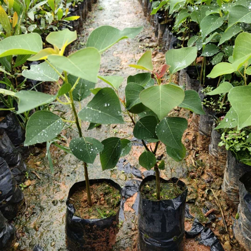 База оптом Саженцы Sapium sebiferum Красочные листья Вилла Двор Зеленая посадка Красные листья Sapium sebiferum Проезжая часть Пейзаж Озеленение деревьев Морозостойкие