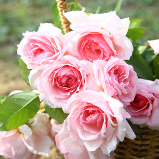 Sirius Rose, Westwood Rose, Multi-Season Flower, Vine and Pink Fragrant Rose Potted Seedlings