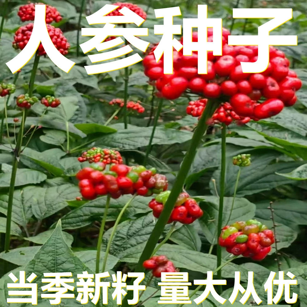 Семена женьшеня 250-500г в мешках оптом, прямые поставки с места происхождения, сезонные новые семена, семена садовых растений