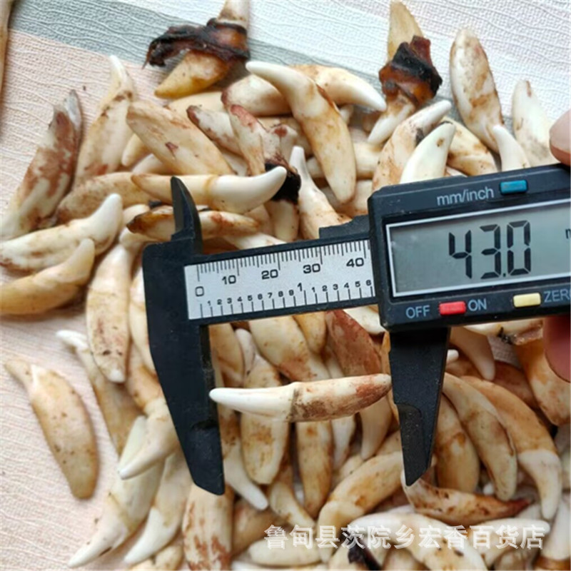 Real Dog Tooth Pendant, Dog Teeth, Black Dog Tooth Necklace, Yunnan Xizang Mastiff Tooth Bracelet, Single-Hole and Double-Hole Pig Bone Jewelry