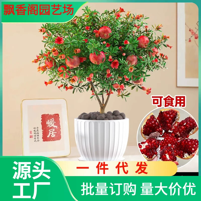 Дропшиппинг саженцев гранатовых деревьев в горшках, саженцы фруктовых деревьев, комнатные фруктовые деревья для двора, для всех сезонов в северной и южной частях.
