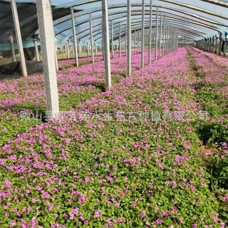 产地供应红花醡浆草  耐盐碱 易成活 承接醡浆草种植