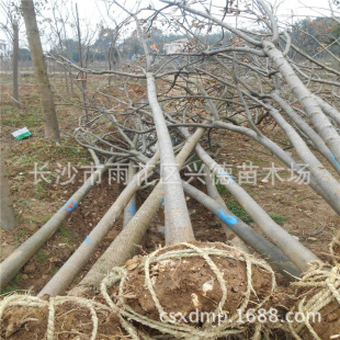Wholesale Larix Sibirica Huangshan Larix Sibirica (National Day Flower) Engineering Greening Saplings with High Survival Rate and Complete Specifications