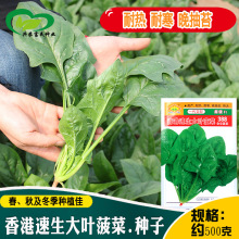 常丰香港速生大叶菠菜388种子大厚叶浓绿菠菜种籽菜园农田菠菜籽