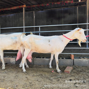 �ӱ���ɽ������Bֳ��ɽ��N����r�� �_����ɽ���Bֳ