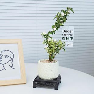 June Snow Old Pile Bonsai Desktop Potted Plant Easy-To-Care Flower Plant Indoor Coffee Table Ornament Evergreen Plant for All Seasons