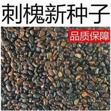 ̻NӰ׻̻㻨뻱N۷ۻSN