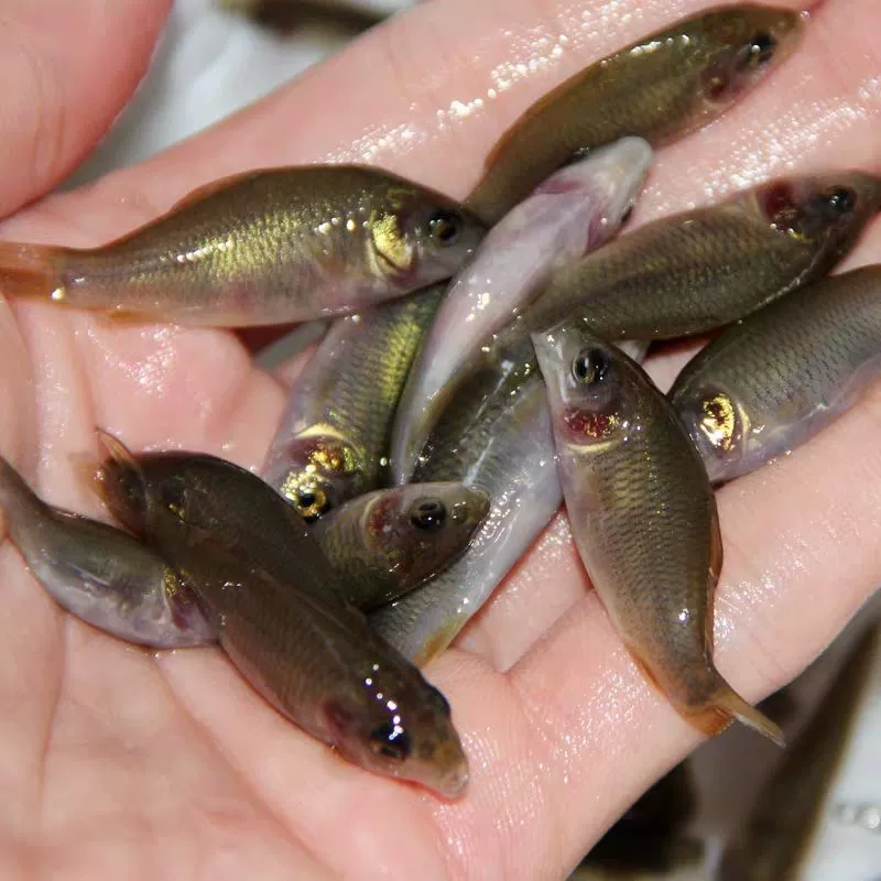 [Пraise 582 человек] Живой карповый жареный карп, лотосовый карп, рисовый карп, съедобный черный карп, пресноводная рыба, жареная трава