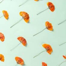 硫华菊侧押 花压花押花材滴胶干花手机壳植物标本教学DIY材料香薰