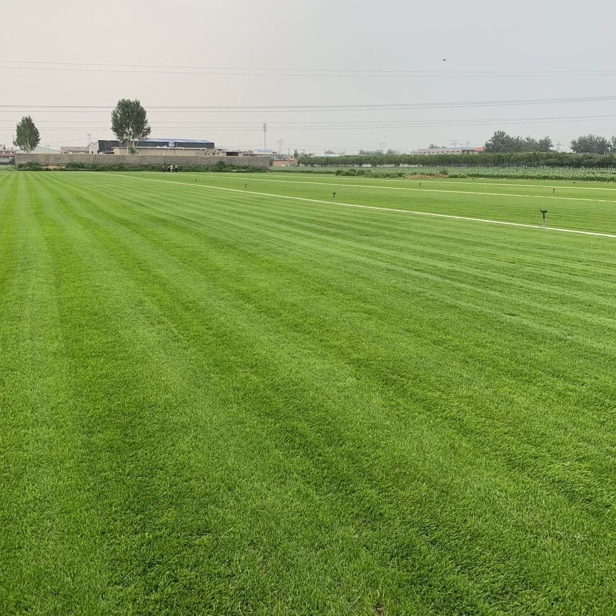 Семена газона Семена травы четыре сезона вечнозеленый зеленый