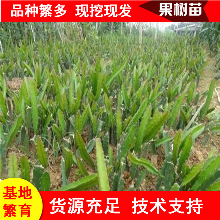 山东火龙果苗基地 红心红肉白心带根 粗壮果大肉多盆栽地栽火龙果
