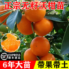 �ָ���V�����Q���ڟo�˟o�����������Ե��Լ޽Ӹ����ӹ�����