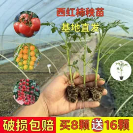 盆栽;种苗;月季蔷薇植物