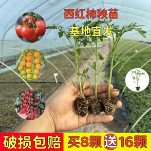 �ļ�С���ѷN����ǧ���}Ů���������t���������ԷN�Ѳ�����������