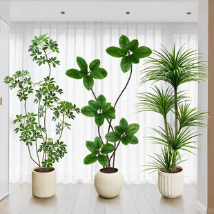 ��Ѫ�����_ľ��Ƥ�����Gֲ�߶��p���҃ȿ͏d����ֲ������b�