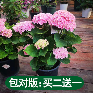 Double Hydrangea Seedlings Potted with Buds, Endless Summer Old Piles, Large Florals Blooming in All Seasons, Easy to Feed Green Plants Indoors