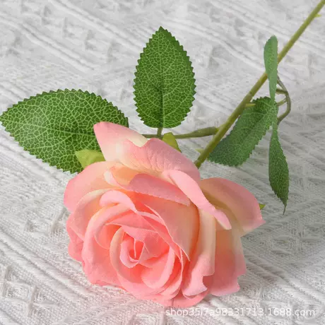 Flannel Corner Rose (Champagne Powder)