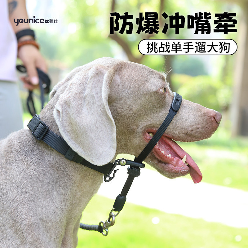 Close-Up Control Leash, Dog Muzzle, Dog Training, Anti-Burst, for Walking Dogs Like Dobermann, Golden Retriever, Malinois, Large Dogs