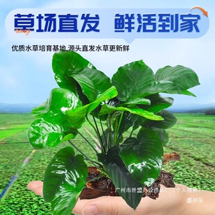 ˮ��ˮ�ݳ�ľˮ�ݑ�����Ի��w�Ź��~�����ֲ����~���������쾰