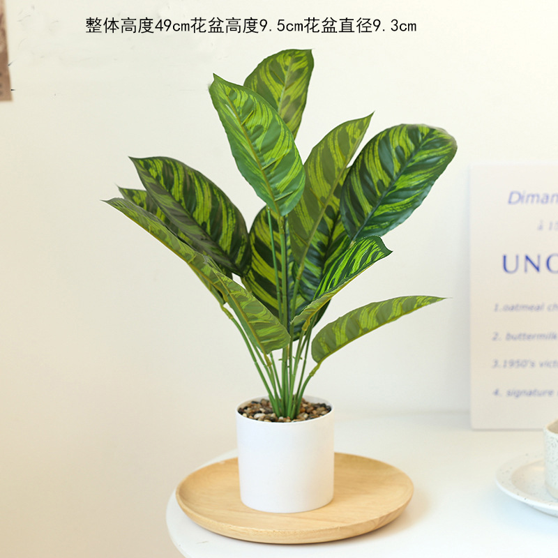 Naranja 225154 plantas verdes en maceta ☆