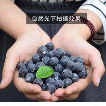 仿真蓝莓假蓝莓树莓仿真水果假水果模型摄影道具家居装饰摆件防真