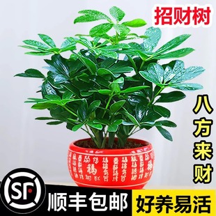 ���_ľ����ֲ���҃Ȼ���ˮ��Gֲ�ļ�������B��ؔ��������ȩֲ��