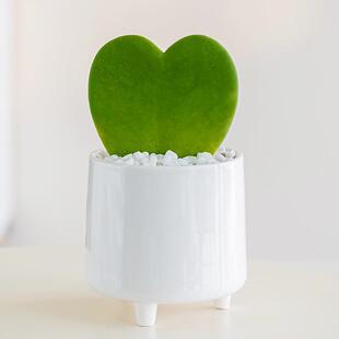 Heart-Shaped Succulent Plant, Heart-Shaped Orchid Potted Plant, Heart-Shaped Succulent Love Gift, Cute Indoor Green Plant
