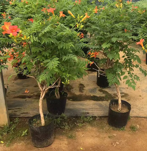 Dropshipping Lingxiao Flower Seedlings Climbing Vine Plants Courtyard Balcony Florals Multi-Season Flowering Potted Ground Seedlings United States