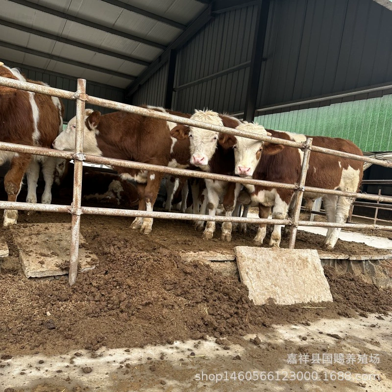 Симментальская ферма крупного рогатого скота небольшой ковбой теленок говядины Лимузен Крупный рогатый скот улучшенное животноводство