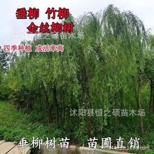 سۺ  ֱ SƤ ƷNҎRȫ؛