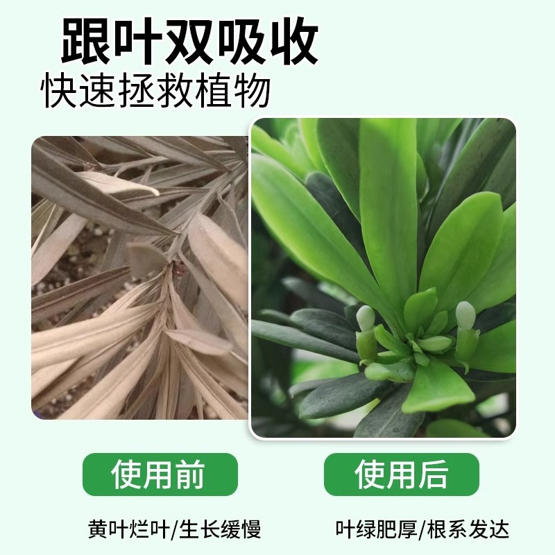 羅漢松栄養液肥料専用肥料家庭用植物盆栽土水培養生葉面肥通用栄養液|undefined