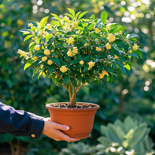 ļ𻨘ֲ_̨҃ͥԺԺBͻ