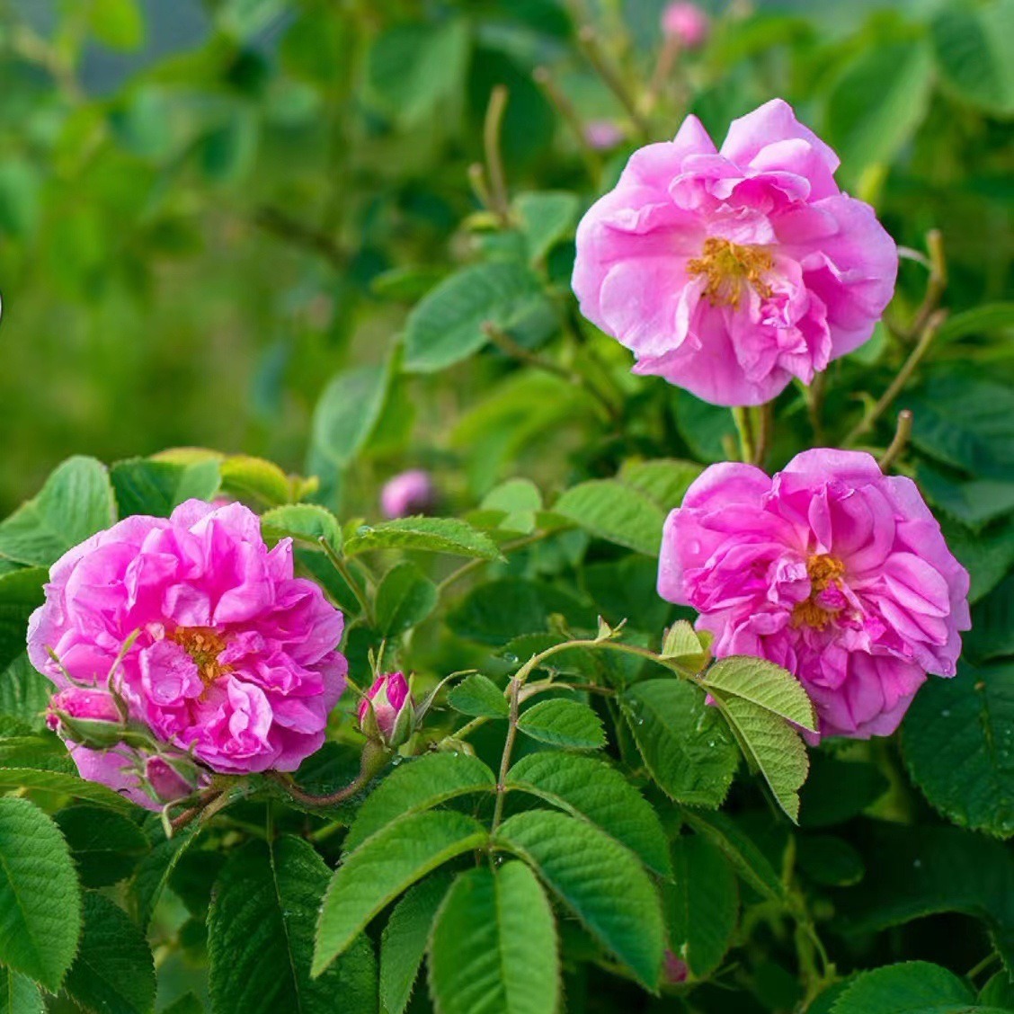 供应保加利亚玫瑰纯露 玫瑰纯露 玫瑰花水 植物纯露