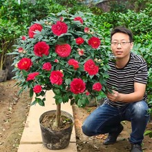 四季茶花树苗带花苞盆栽耐寒花卉植物室内绿植开花不断五色赤丹