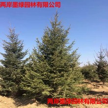 供应云杉树苗 东北红皮云杉移植苗3米以上 成活率高 苗圃直供