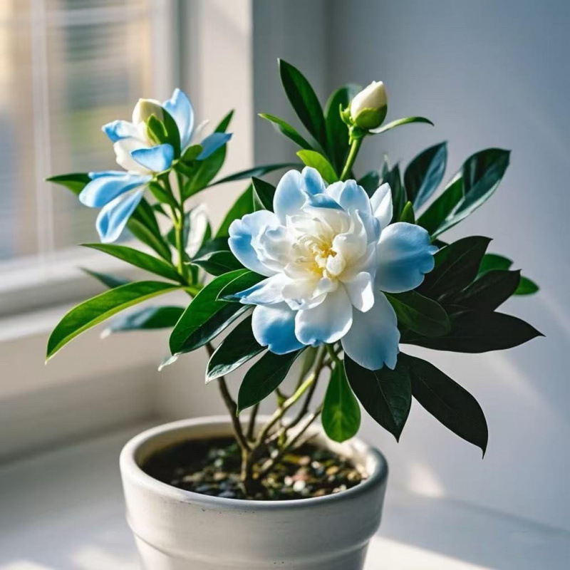 신제품 추천 : 향이 강한 푸른 꽃 280일 + 내한성