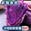 Guangxi Sand Purple sweet potato fresh Trade price Full container Sweet potato sweet potato SWEETHEART Sweet potato