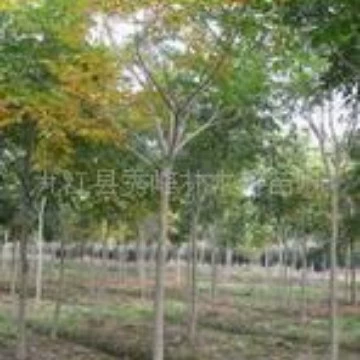 Завод поставляет в том же году большое количество саженцев мыльного дерева 5cm семян Бодхи в валюте мыльного дерева.