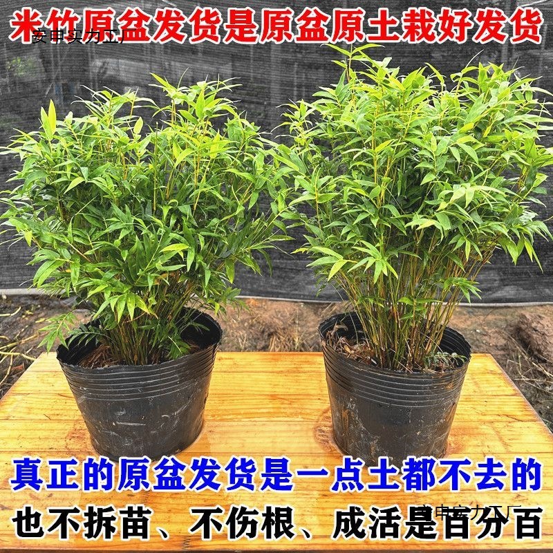 米竹盆栽凤尾竹观音竹微型观赏竹庭院竹子室内阳台小叶米竹盆景