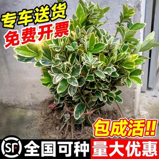 ��߅�S������辰�����S����������ͥԺ�����ļ��G���@�ֹ�����ľ