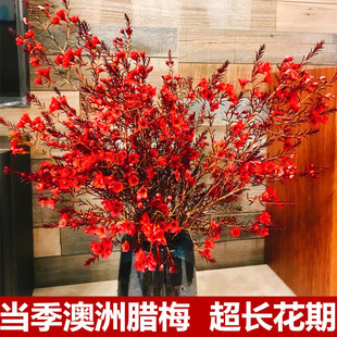 ����ƽ�^�D÷�r�����l��ϻ���ֱ�l�������ò廨ˮ�B�y��ϲ�c��