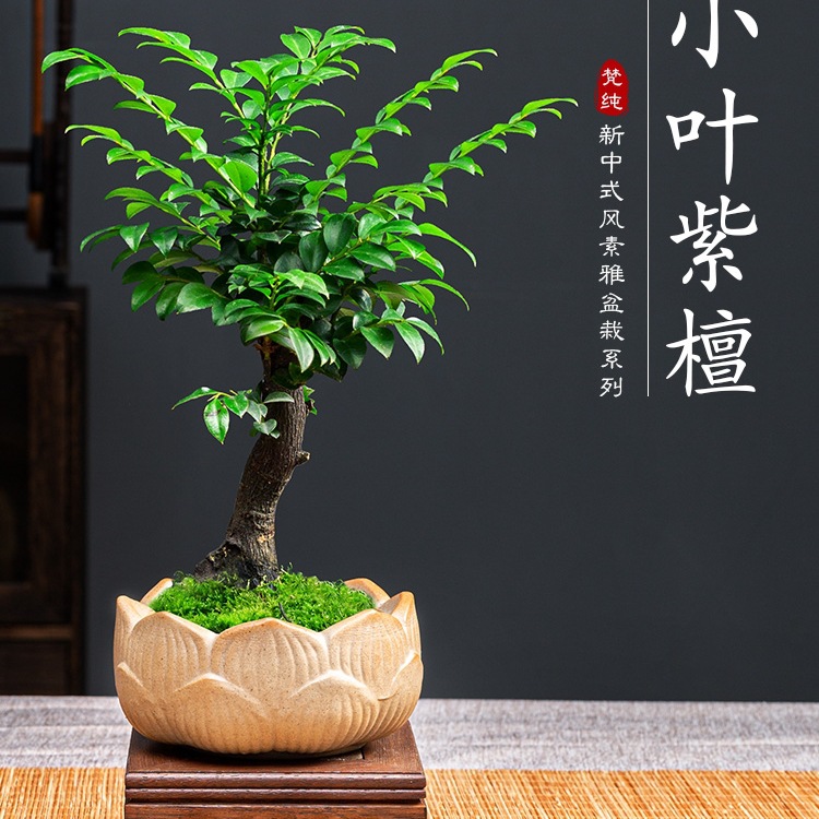 小叶紫檀盆景绿植树苗盆栽办公室内客厅桌面老桩植物四季好养花卉
