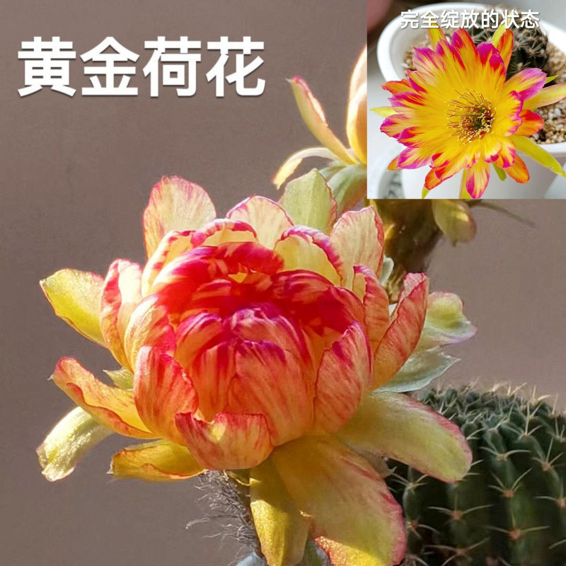 ● ■ 황금 연꽃 3-5cm - 랜덤 장난감 1개 증정 ■ ●