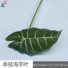 18 white -headed taro leaves 18 heads of water Guanyin Engine