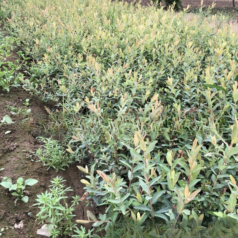 苗圃批发花叶杞柳 彩叶杞柳 产地价格 量大电联-阿里巴巴