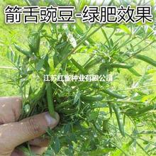 箭舌豌豆野豌豆种子果树绿肥蜜源植物小苕子高蛋白牧草果树除草