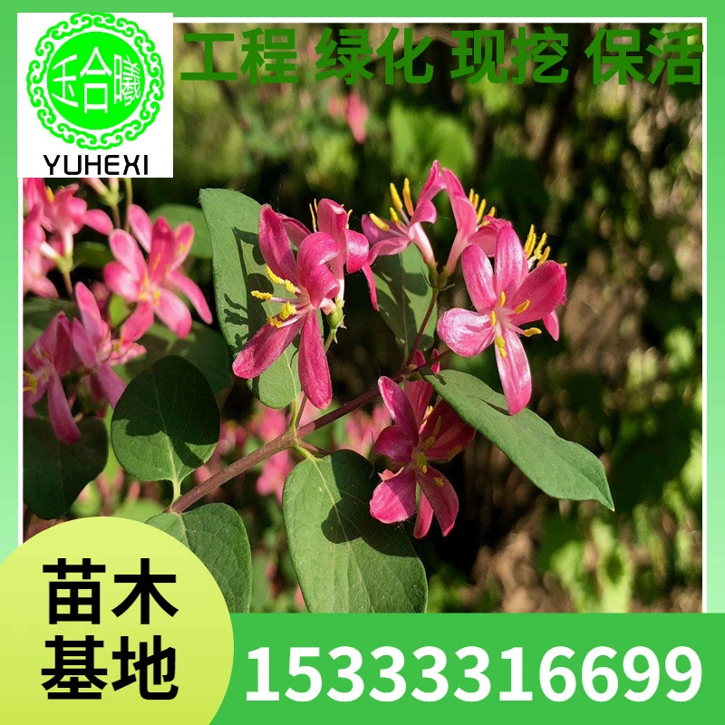 Ляонинский морозостойкий и засухоустойчивый забор для двора, золотистое и серебристое дерево, красный цветок, синий лист, жимолость, садовые саженцы для озеленения 1,2- 1.8m