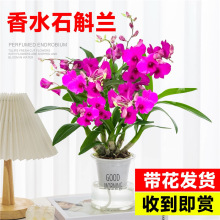 石斛兰盆栽泼墨香水石斛花苗大花浓香四季开花带花苞澳洲水培兰花